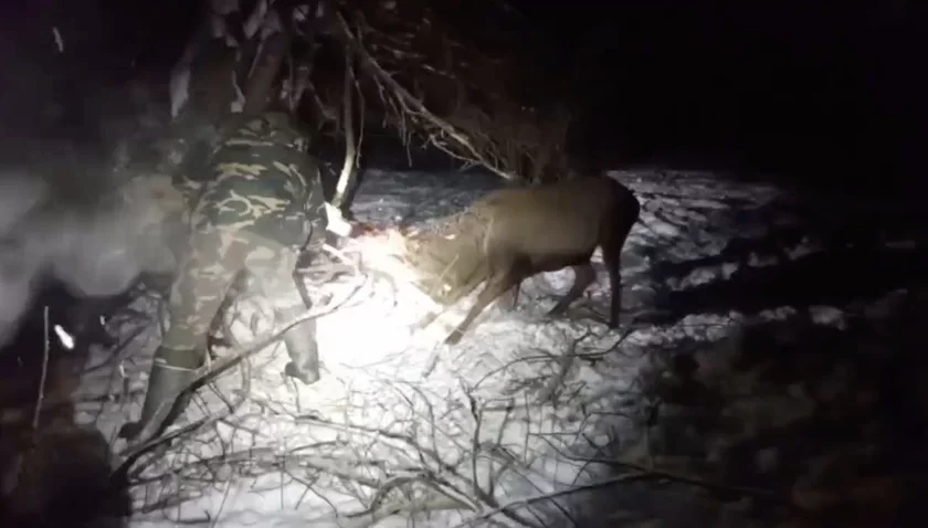 Іскры ляцелі: у Віцебскай вобласці выратавалі высакароднага аленя