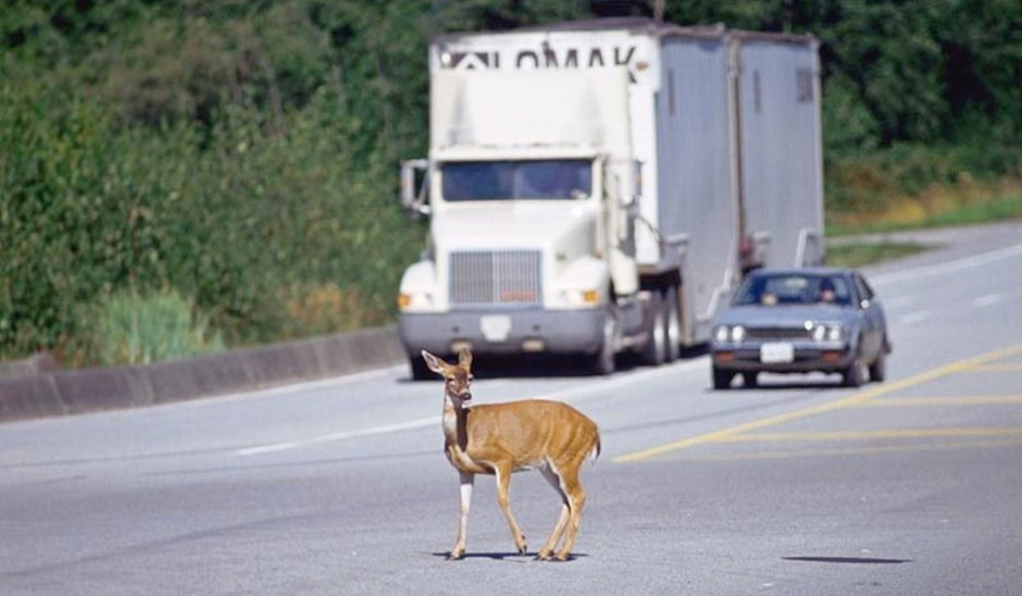 Почти 5 000 ДТП с животными на белорусских дорогах. Есть абсолютный «лидер» за прошлый год