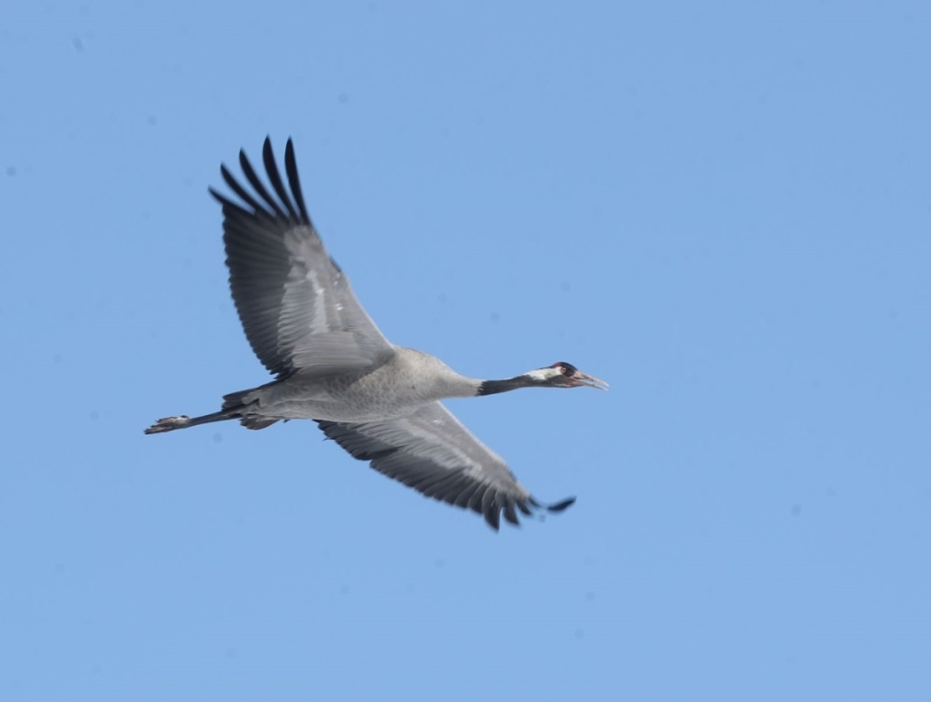 Жураўліная вернасць: самка жураўля зімавала пад Маладзечнам, каб не кідаць самца аднаго