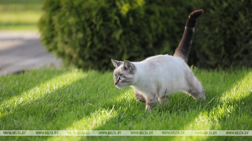 У Іспаніі лячыць дзяцей з аўтызмам дапамагаюць  каты