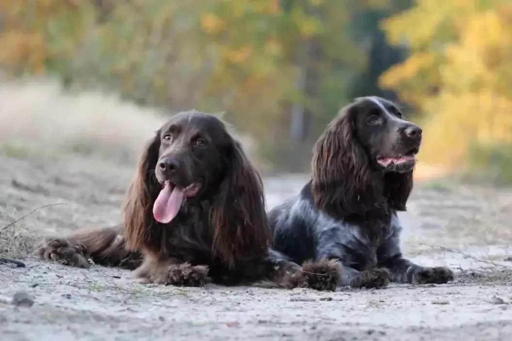 Спаніэлі з Манькавічаў