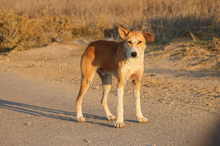 У Беларусі вакцынуюць дзікіх жывёл ад шаленства – што трэба ведаць людзям