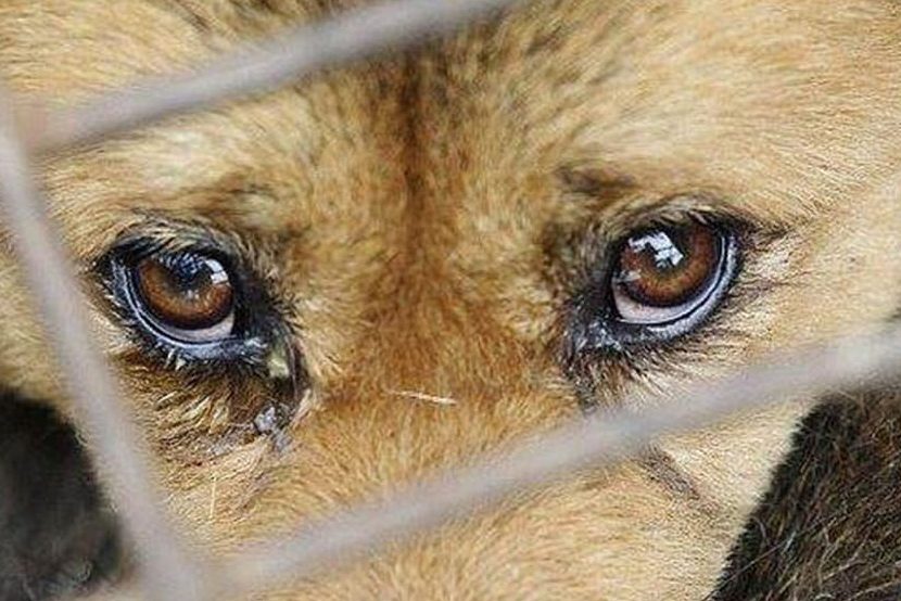 Жыхар Бешанковіцкага раёна атрымаў 1,5 гады за жорсткую расправу над сабакам